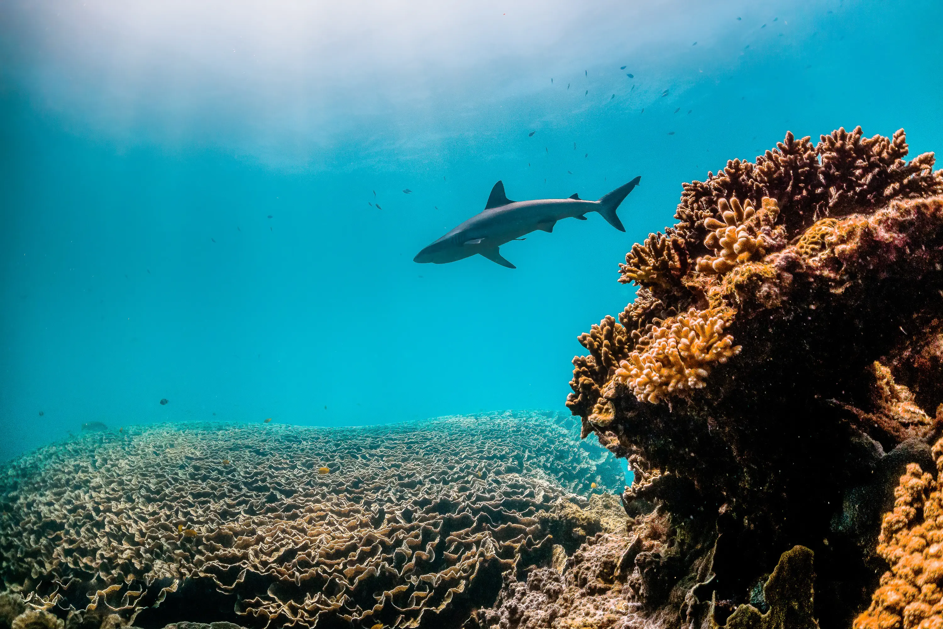 Life After Life explores the history of polynesian shark burials and the idea of returning one's body to the earth for the benefit of biodiversity.